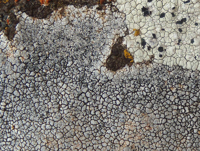 sull''arenaria della Laga